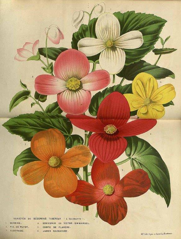 B. ‘Eldorado’